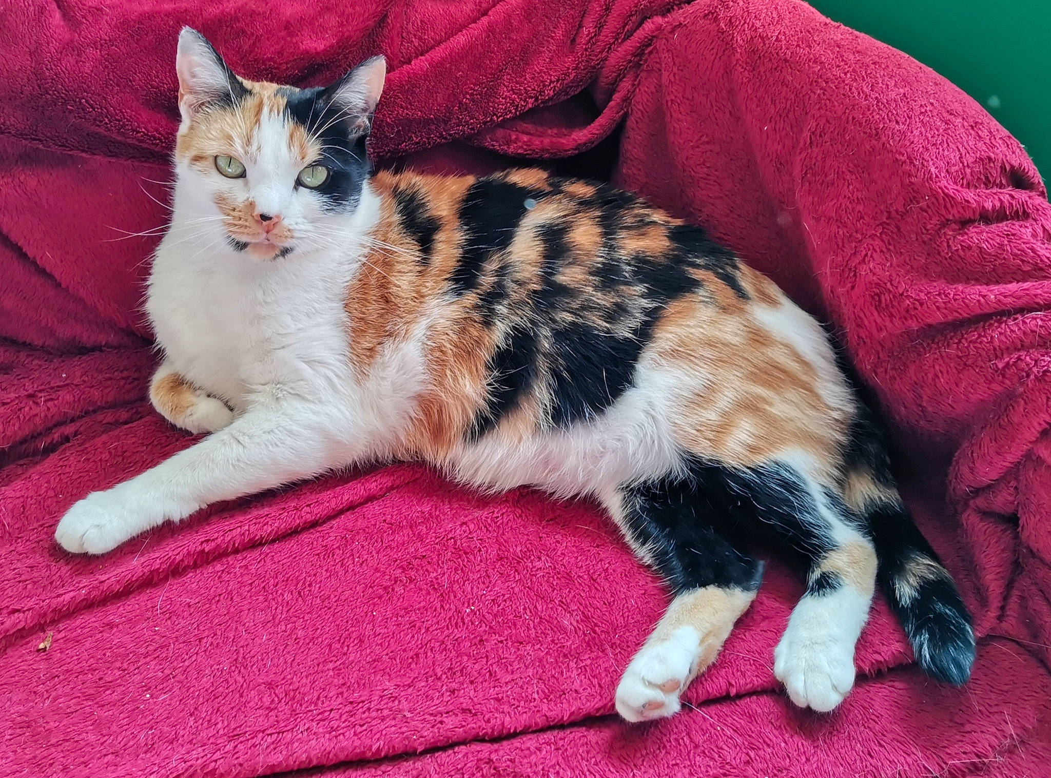 Diam'S participe au concours pour gagner de l'argent avec cette photo : aegean_cat, american_shorthair, american_wirehair, arabian_mau, asian, carnivore, cat, claw, cymric, domestic_short_haired_cat, european_shorthair, felidae, fur, kitten, mammal, polydactyl_cat, small_to_medium_sized_cats, tabby_cat, vertebrate, whiskers