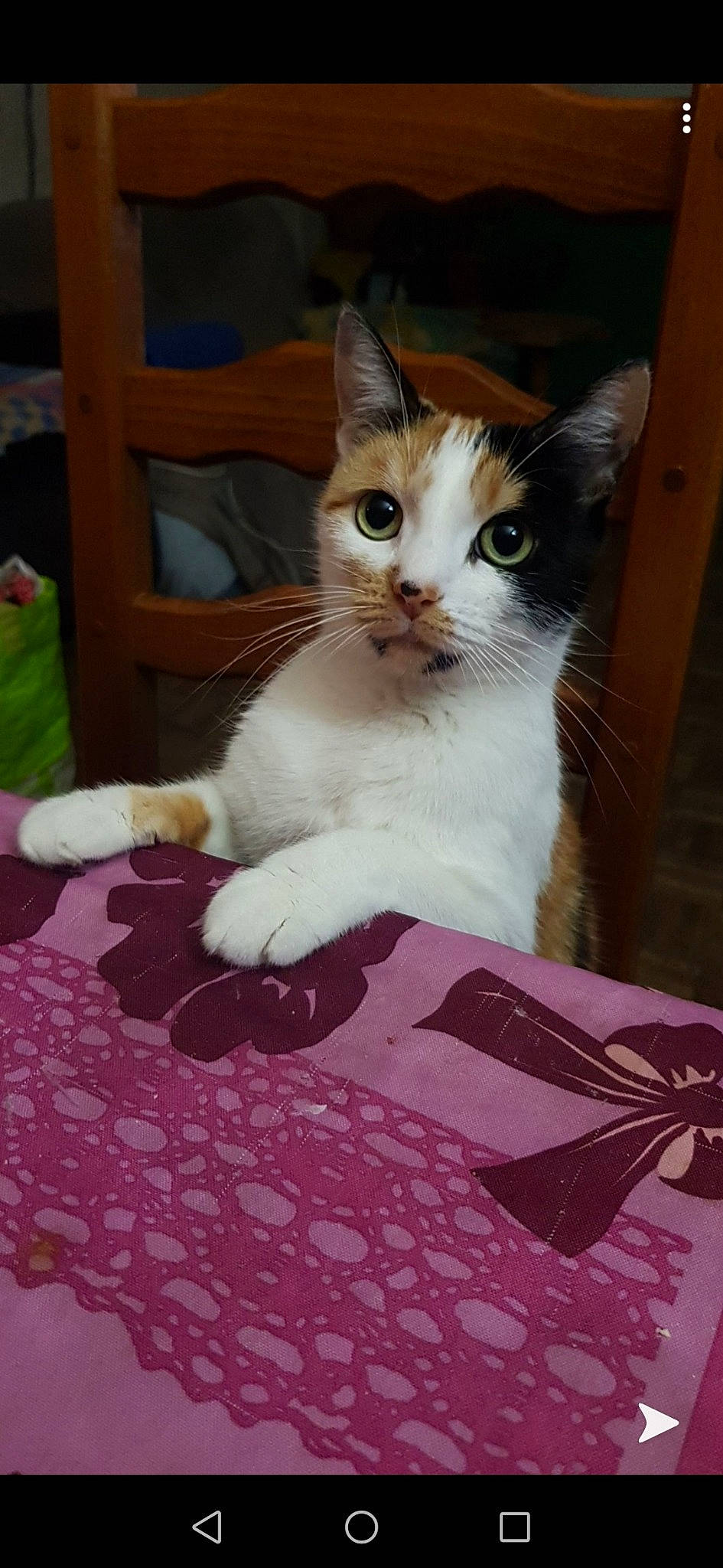 Diam'S participe au concours pour gagner de l'argent avec cette photo : aegean_cat, american_wirehair, asian, carnivore, cat, domestic_short_haired_cat, european_shorthair, fawn, felidae, kitten, mammal, ojos_azules, polydactyl_cat, ragamuffin, small_to_medium_sized_cats, tail, turkish_van, whiskers