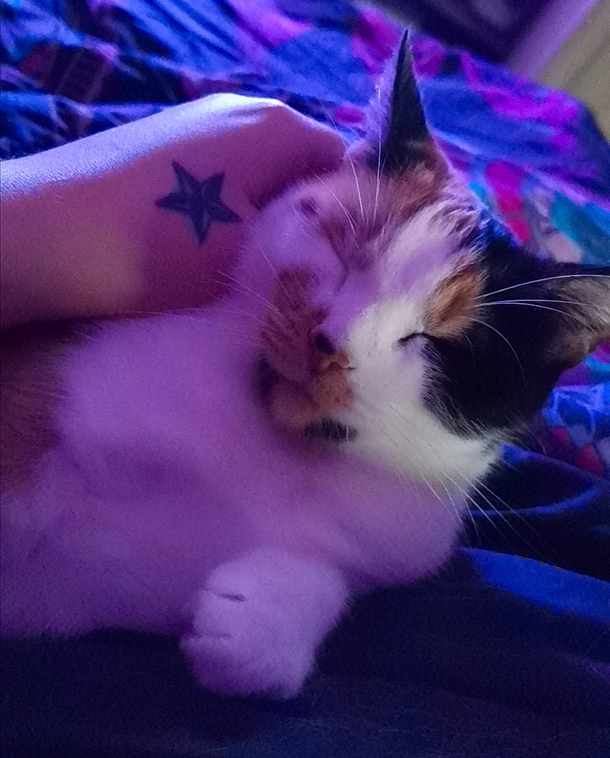 Diam'S a rejoint le concours — aidez-le/la à gagner de superbes lots ! birman, carnivore, cat, felidae, fur, kitten, norwegian_forest_cat, polydactyl_cat, purple, ragamuffin, ragdoll, sky, small_to_medium_sized_cats, whiskers