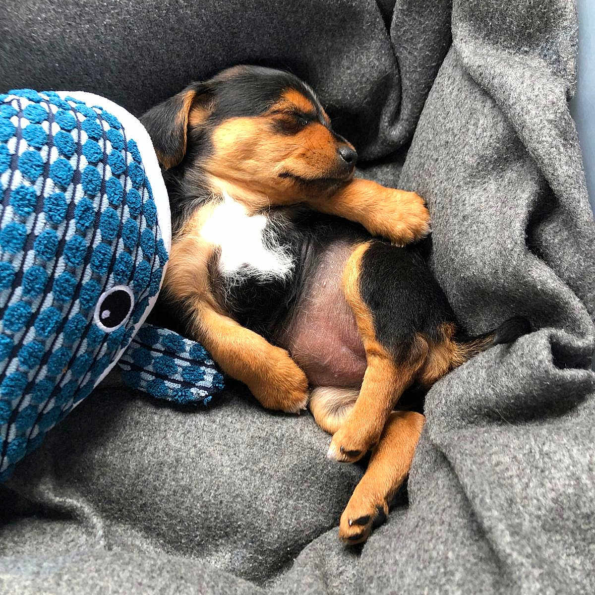 Tomy a rejoint le concours — aidez-le/la à gagner de superbes lots ! animal, beagle, bed, blanket, canine, cushion, dog, furniture, homedecor, hound, person, pet, puppy, quilt, sleeping