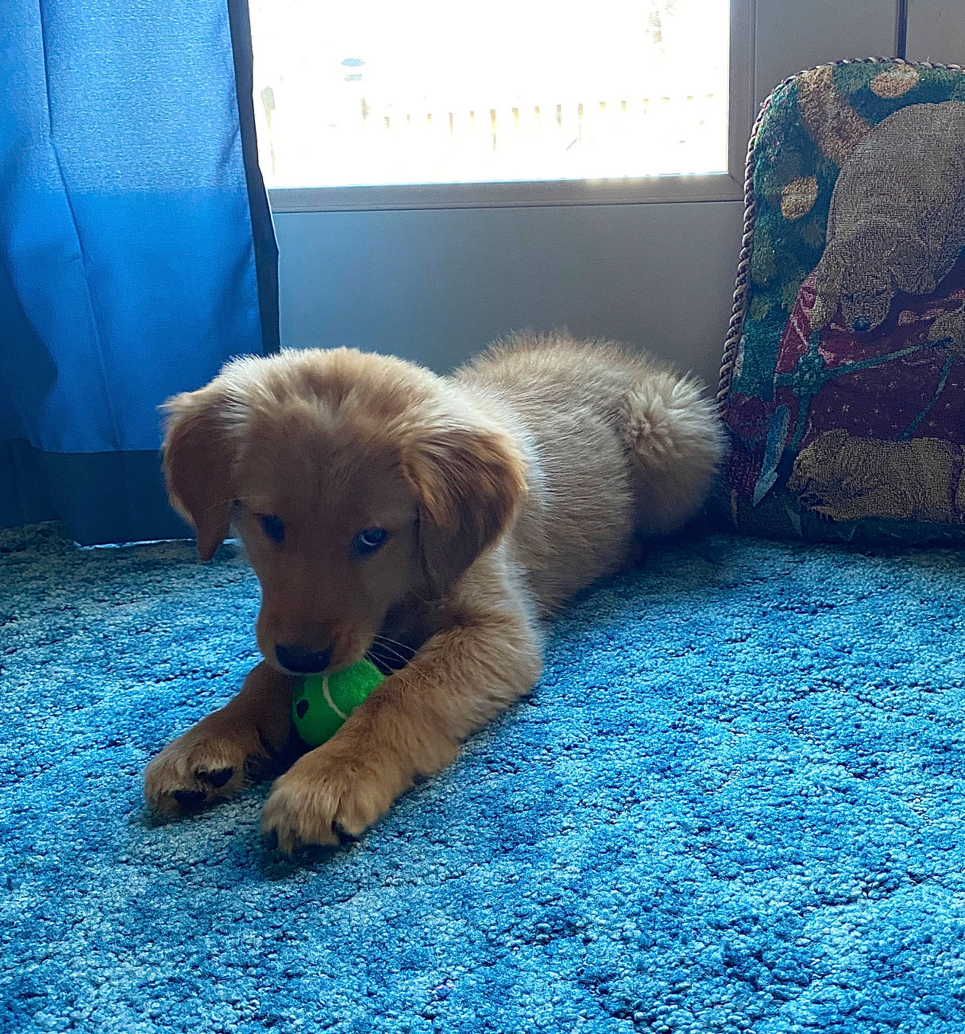 Betty joined the competition — help win amazing prizes! blue, canidae, carnivore, comfort, companion_dog, curtain, dog, dog_breed, electric_blue, fawn, floor, flooring, fur, nap, puppy, snout, sporting_group, tail, wood, working_animal