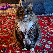 Darth Vader is registered to the contest to win money with this photo: cat, fluffy, sitting, indoor, carpet, patterned_carpet, toy, blue_tunnel, pet, fur, white_paws, white_chest, tabby, brown_fur, black_stripes, home, cozy, playful, animal, cute
