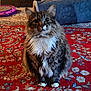 cat, fluffy, sitting, indoor, carpet, patterned_carpet, toy, blue_tunnel, pet, fur, white_paws, white_chest, tabby, brown_fur, black_stripes, home, cozy, playful, animal, cute
