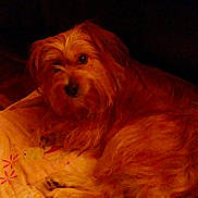 Rocky joined the competition — help win amazing prizes! dog, pet, animal, brown_coat, scruffy, blanket, indoor, resting, curious, fur, canine, laying_down, cozy, dim_lighting, carpet, home, cute, companion, relaxed, portrait