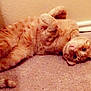 animal, carpet, cat, cozy, curious, cute, domestic_animal, feline, floor, fur, ginger_cat, indoor, lying_down, paws, pet, portrait, relaxed, tabby, wall, whiskers