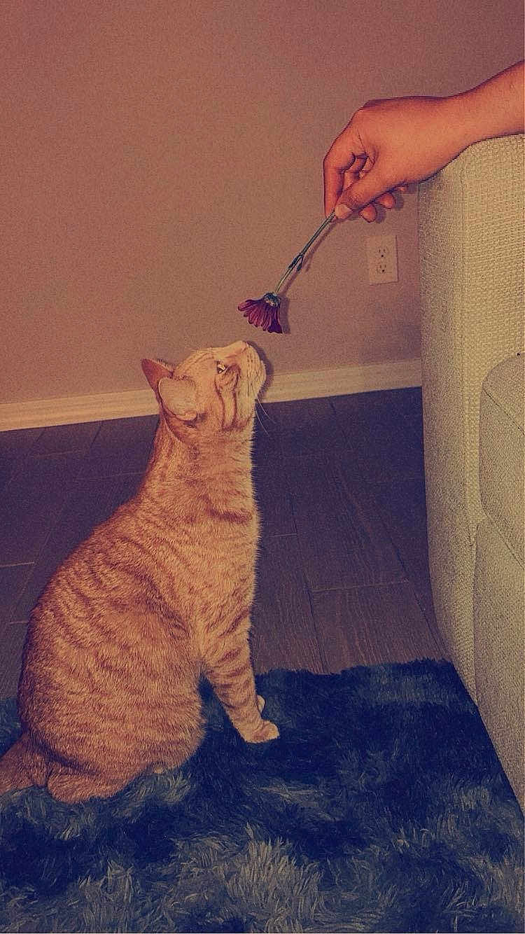 Simba
