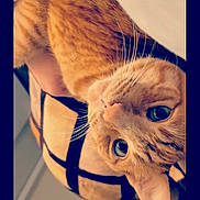 Simba is registered to the contest to win money with this photo: cat, orange_tabby, close_up, pet, animal, whiskers, fur, eyes, domestic_cat, cute, face, patterned_background, cozy, indoor, feline, portrait, relaxed, curious, soft_light