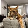 Simba joined the competition — help win amazing prizes! cat, orange_tabby, bow_tie, couch, living_room, furniture, indoor, pet, relaxed, stretching, cozy, modern, gray_couch, polka_dot, close_up, domestic_cat, whiskers, ears, paw, feline