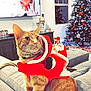 animal, cat, celebration, christmas_decorations, christmas_tree, couch, cute, festive, furniture, holiday, holiday_season, indoor, living_room, orange_tabby, ornaments, pet, red_bows, santa_costume, television, window