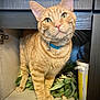 Simba is registered to the contest to win money with this photo: cat, orange_tabby, collar, bell, cabinet, indoor, pet, curious, feline, green_leaves, container, wooden_shelf, whiskers, pink_nose, paws, fur, eyes, animal, domestic_cat, close_up