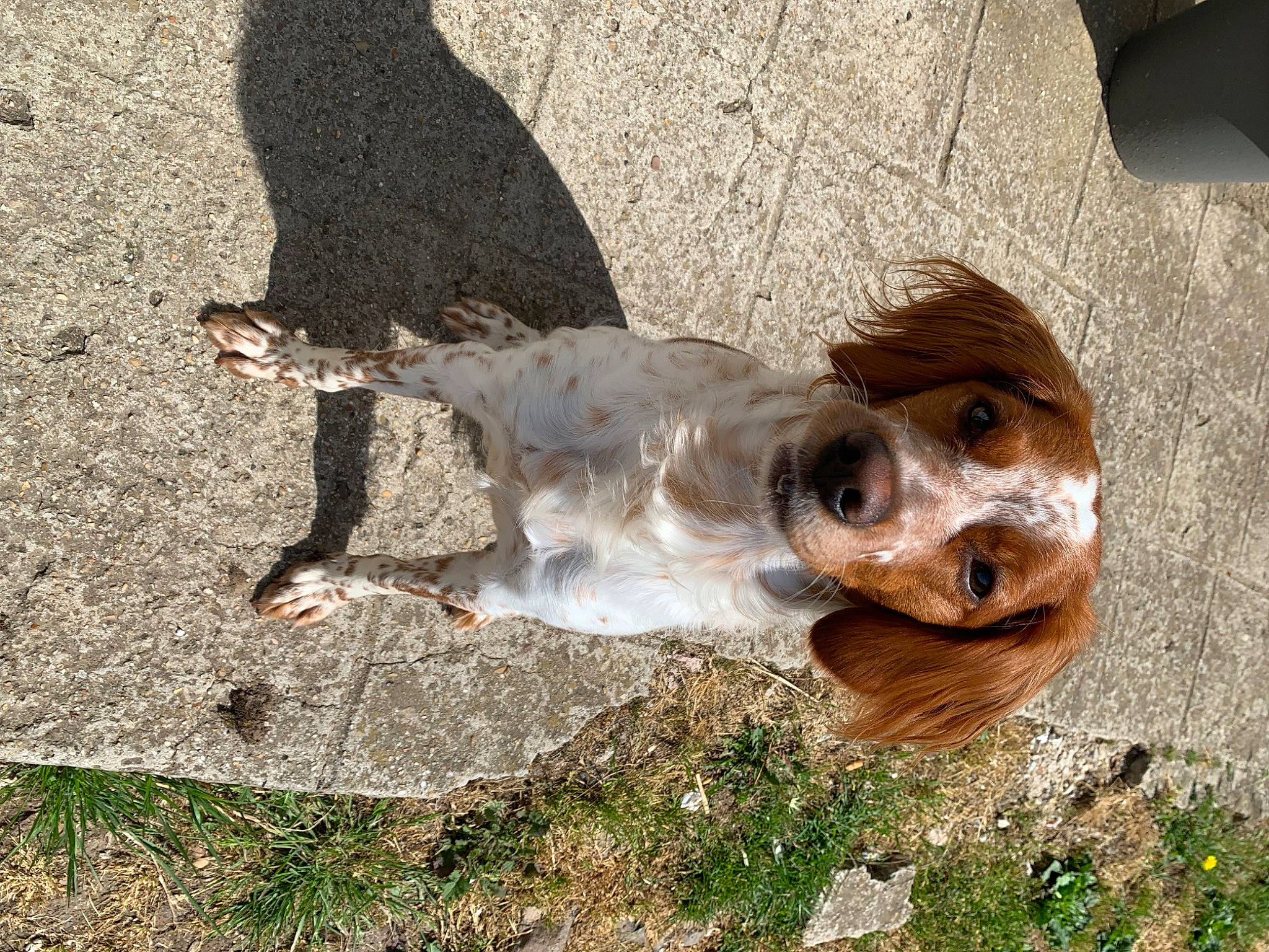 Raven participe au concours pour gagner de l'argent avec cette photo : canidae, companion_dog, dog, dog_breed, fawn, grass, plant, rock, soil, tail, terrestrial_animal, tree, water, whiskers, wildlife, wood, working_animal