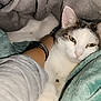 Deimos a rejoint le concours — aidez-le/la à gagner de superbes lots ! animal, blanket, cat, closeup, comfort, companion, cozy, domestic, fur, gray_blanket, gray_cat, green_blanket, human_arm, indoor, pet, relaxed, resting, sleepy, soft_texture, white_cat