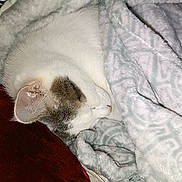 Deimos participe au concours pour gagner de l'argent avec cette photo : animal, bed, blanket, cat, closeup, comfort, cozy, cute, fur, gray, indoor, napping, pet, pillow, relaxation, resting, sleeping, snuggle, soft, white