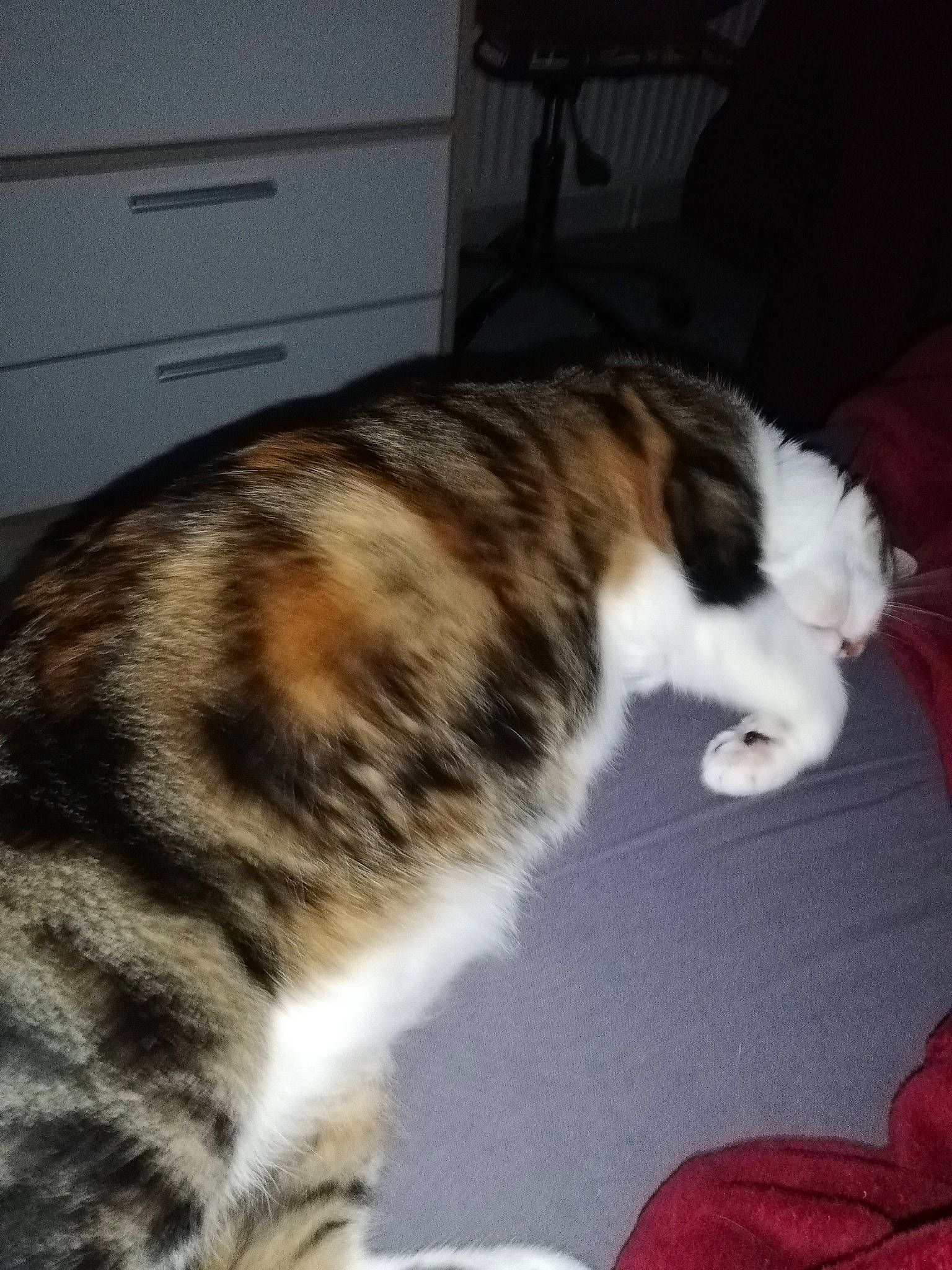 Biggy Et Gomette a rejoint le concours — aidez-le/la à gagner de superbes lots ! cabinetry, carnivore, cat, chest, chest_of_drawers, claw, comfort, dog_breed, domestic_short_haired_cat, drawer, felidae, flooring, fur, paw, sleep, small_to_medium_sized_cats, snout, tail, terrestrial_animal, whiskers