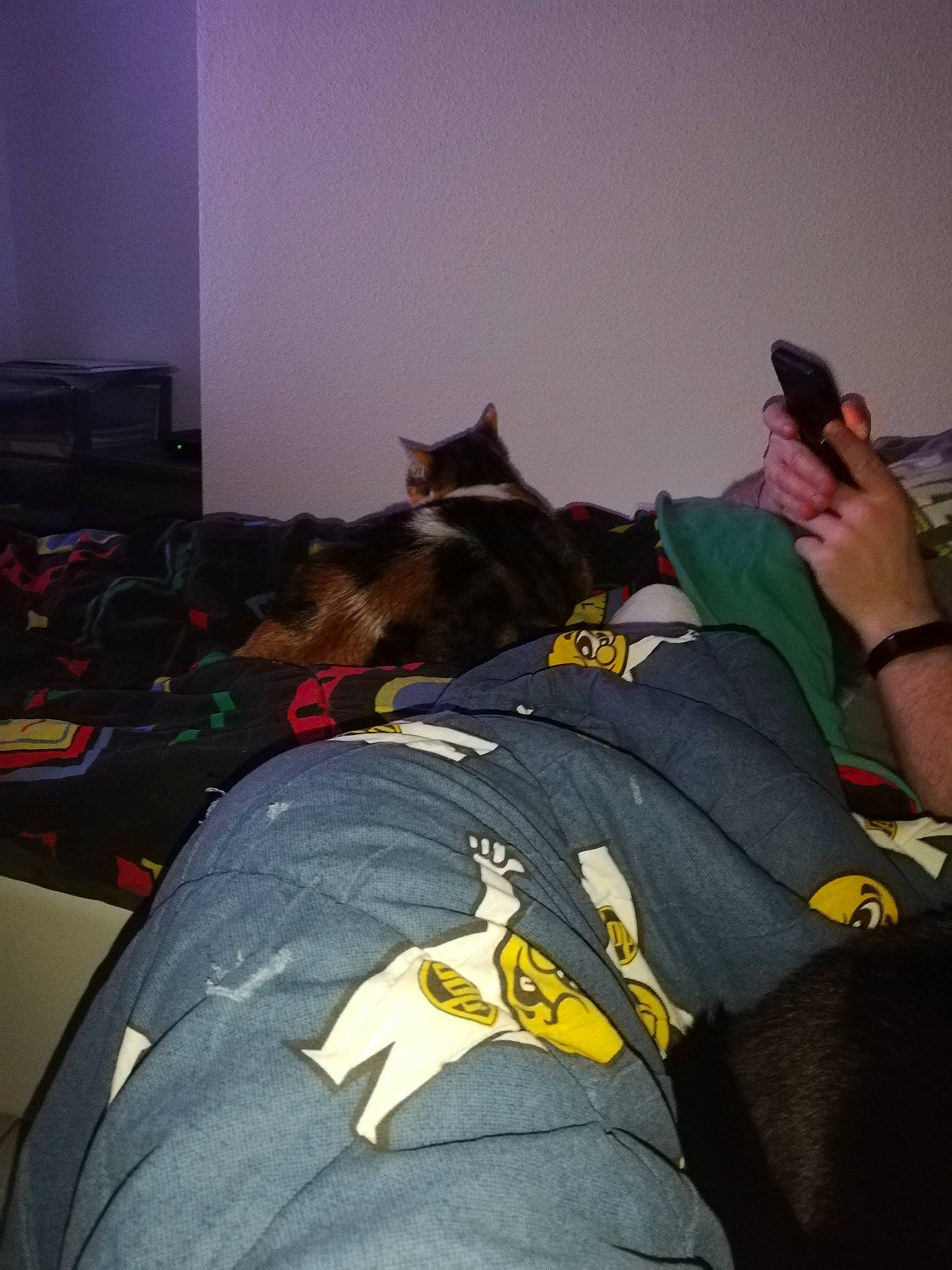 Biggy Et Gomette participe au concours pour gagner de l'argent avec cette photo : backpack, bag, bean_bag, bean_bag_chair, carnivore, cat, comfort, dog_breed, event, felidae, fun, fur, grey, luggage_and_bags, personal_protective_equipment, room, sitting, small_to_medium_sized_cats, t_shirt, whiskers