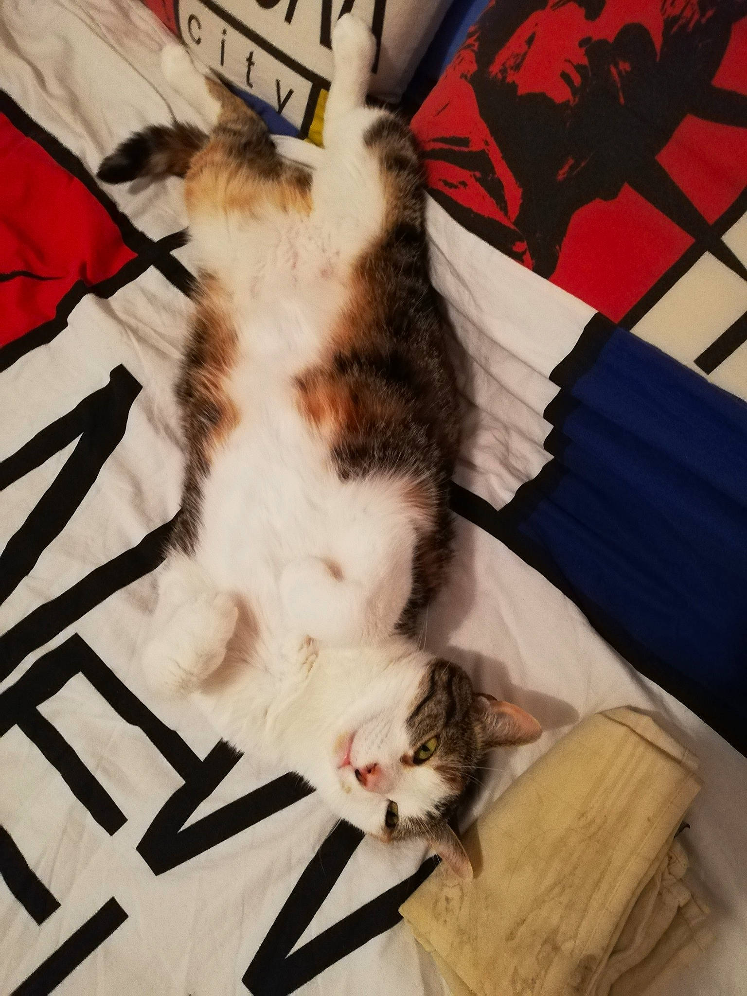 Biggy Et Gomette participe au concours pour gagner de l'argent avec cette photo : carmine, carnivore, cat, comfort, companion_dog, dog_breed, domestic_short_haired_cat, felidae, flooring, fur, lap, linens, pattern, paw, room, small_to_medium_sized_cats, tail, whiskers, wood