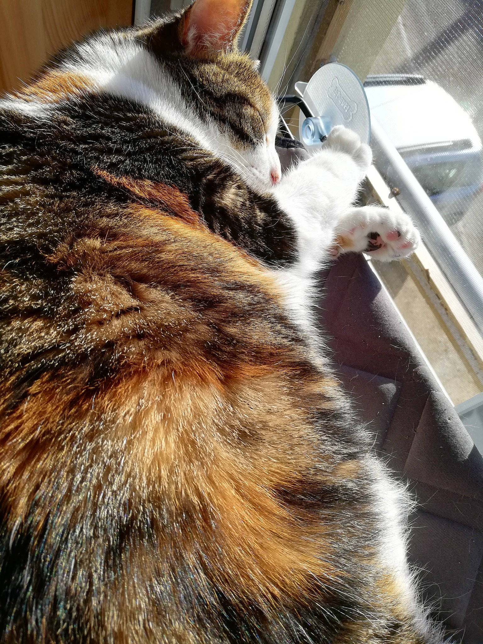 Biggy Et Gomette a rejoint le concours — aidez-le/la à gagner de superbes lots ! carnivore, cat, comfort, domestic_short_haired_cat, door, felidae, fur, metal, nap, paw, sleep, small_to_medium_sized_cats, snout, tail, terrestrial_animal, tree, whiskers, window, wood