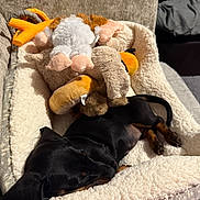 Jolene is registered to the contest to win money with this photo: animal, bed, black_dog, blanket, comfort, couch, cozy, cute, dog, fur, home, indoor, pet, plush_toys, relaxation, resting, sleeping, soft, stuffed_animals, tan_markings