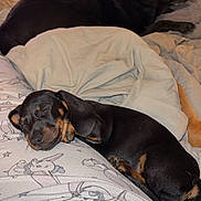Jolene joined the competition — help win amazing prizes! dog, puppy, sleeping, bed, blanket, pajamas, indoor, resting, cozy, black_dog, brown_dog, furniture, drawer, television, wooden_furniture, comfort, animal, domestic_animal, relaxation, cute