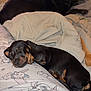 dog, puppy, sleeping, bed, blanket, pajamas, indoor, resting, cozy, black_dog, brown_dog, furniture, drawer, television, wooden_furniture, comfort, animal, domestic_animal, relaxation, cute
