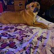 Ella joined the competition — help win amazing prizes! animal, bed, blanket, brown_dog, butterfly_pattern, comfort, cozy, decor, dog, drawer, floral, furniture, home, indoor, lying_down, pet, resting, room, soft_lighting, wallpaper