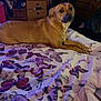 animal, bed, blanket, brown_dog, butterfly_pattern, comfort, cozy, decor, dog, drawer, floral, furniture, home, indoor, lying_down, pet, resting, room, soft_lighting, wallpaper