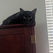 Louie joined the competition — help win amazing prizes! black_cat, cat, feline, pet, animal, whiskers, ears, green_eyes, short_hair, sitting, lying_down, resting, wooden_cabinet, furniture, indoor, home, wall, window, blinds, portrait