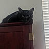 black_cat, cat, feline, pet, animal, whiskers, ears, green_eyes, short_hair, sitting, lying_down, resting, wooden_cabinet, furniture, indoor, home, wall, window, blinds, portrait