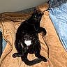 Louie is registered to the contest to win money with this photo: cat, black_cat, pet, animal, feline, lying_down, belly_up, white_patch, green_eyes, pointed_ears, whiskers, paws, tail, fur, blanket, bed, bedroom, indoor, cozy, relaxed