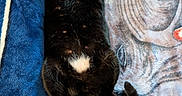 Louie is registered to the contest to win money with this photo: cats, black_cat, tabby_cat, sleeping, lounging, belly_up, animals, pets, fur, whiskers, ears, tail, blanket, blue_blanket, plush_chair, cushion, indoors, cozy, relaxed, group