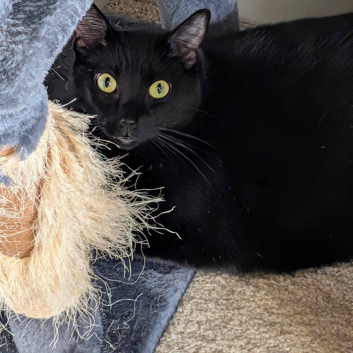 Louie joined the competition — help win amazing prizes! black_cat, cat, feline, pet, animal, yellow_eyes, green_eyes, whiskers, ears, fur, short_hair, alert, curious, indoors, cat_tree, scratching_post, plush_toy, carpet, cozy, portrait