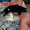 Louie joined the competition — help win amazing prizes! cat, black_cat, pet, animal, sleeping, lying_down, relaxed, blanket, bed, zebra_pattern, striped_blanket, indoors, bedroom, furniture, dresser, carpet, cozy, home, black_fur, resting