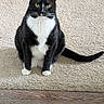 cat, tuxedo_cat, sitting, carpet, indoor, pet, animal, feline, black_and_white, green_eyes, whiskers, tail, floor, fur, domestic_cat, looking_at_camera, cute, alert, home, mammal