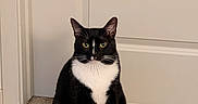 Maverick joined the competition — help win amazing prizes! cat, tuxedo_cat, black_and_white, pet, animal, sitting, portrait, front_facing, yellow_eyes, pointed_ears, whiskers, white_chest, white_paws, indoors, carpet, door, home, centered, alert, photography