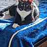 Maverick joined the competition — help win amazing prizes! cat, tuxedo_cat, black_and_white, pet, animal, feline, whiskers, green_eyes, pink_ears, white_paws, lying_down, resting, blanket, blue_blanket, indoors, bed, sunlight, portrait, fluffy, relaxed