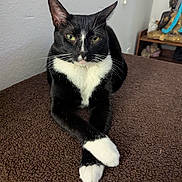 Maverick is registered to the contest to win money with this photo: cat, tuxedo_cat, black_and_white, pet, feline, animal, whiskers, green_eyes, portrait, sitting, crossed_paws, indoor, carpet, home, furniture, shelf, statue, alert, close_up, photography