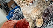 Cider is registered to the contest to win money with this photo: cat, tabby, pet, indoor, blanket, fur, green_eyes, whiskers, cozy, relaxed, face, paw, nose, ears, closeup, bedroom, home, soft, comfort, curious