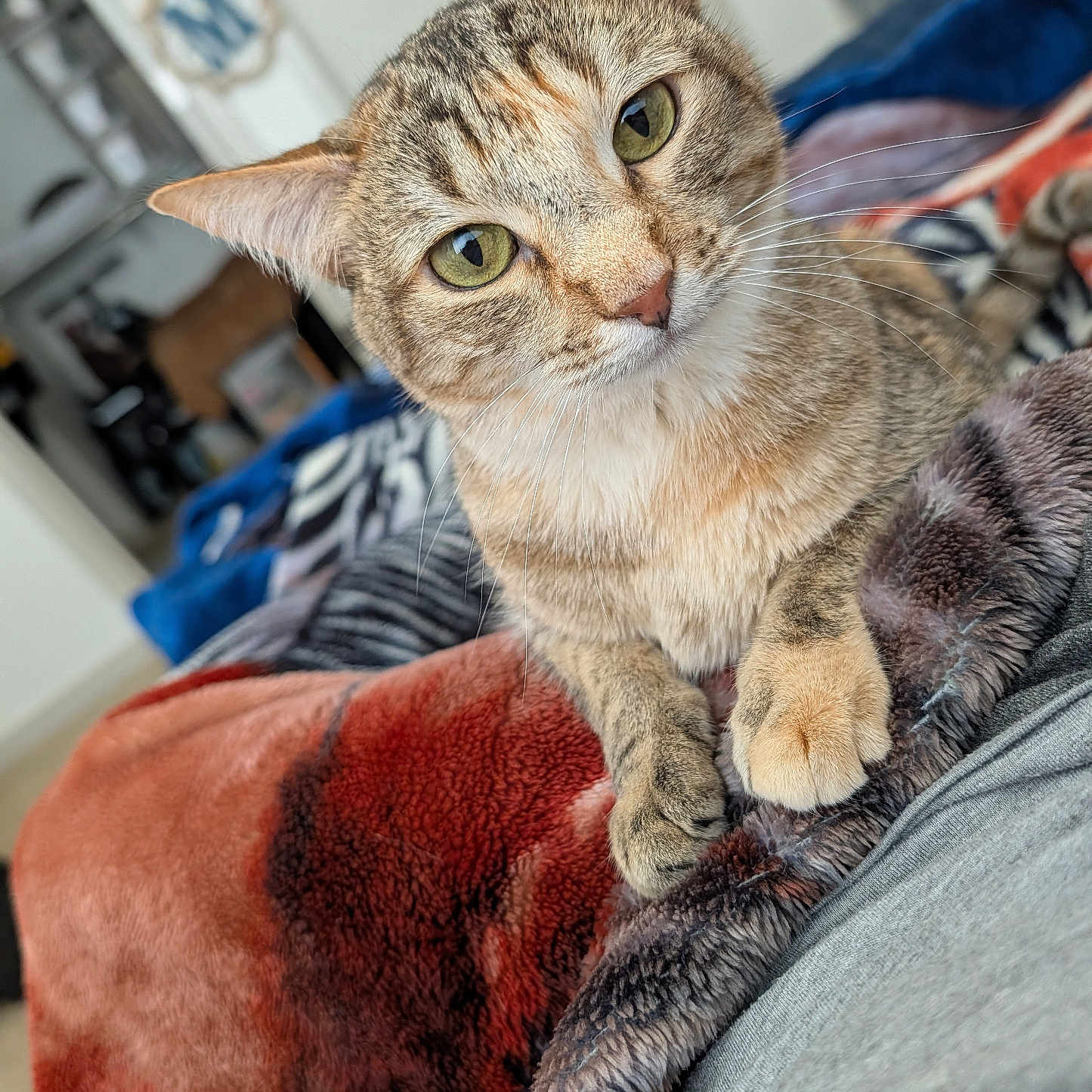 Cider is registered to the contest to win money with this photo: cat, tabby, pet, indoor, blanket, fur, green_eyes, whiskers, cozy, relaxed, face, paw, nose, ears, closeup, bedroom, home, soft, comfort, curious