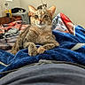 Cider joined the competition — help win amazing prizes! cat, tabby_cat, blanket, bed, furniture, indoor, relaxing, sleeping_cat, curious, plush, cozy, domestic_animal, pet, animal, resting, soft_texture, natural_light, room, comfort, quiet