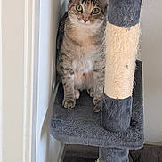 Cider joined the competition — help win amazing prizes! cat, tabby_cat, pet, feline, animal, sitting, portrait, wide_eyed, whiskers, striped_fur, green_eyes, indoors, cat_tree, scratching_post, rope, gray, brown, white_chest, alert, home