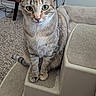 Cider joined the competition — help win amazing prizes! cat, tabby_cat, pet_stairs, indoor, green_eyes, fur, whiskers, carpet, furniture, curious, sitting, closeup, domestic_animal, cute, animal, feline, ears, paws, looking_at_camera, home