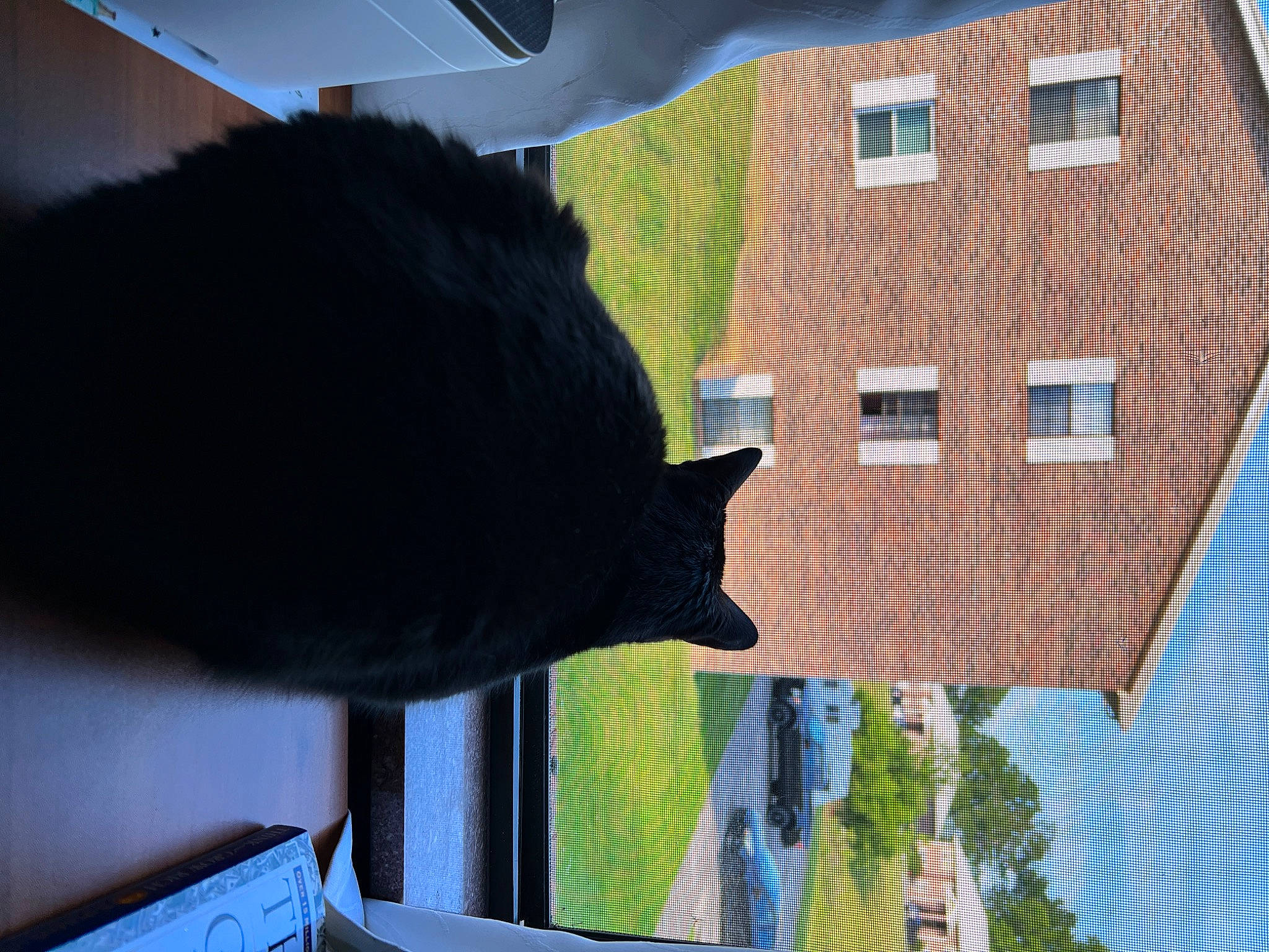 Scott joined the competition — help win amazing prizes! brick, brickwork, building, carnivore, cat, facade, felidae, grass, house, mammal, plant, sash_window, sky, small_to_medium_sized_cats, tail, tints_and_shades, tree, vertebrate, whiskers, window