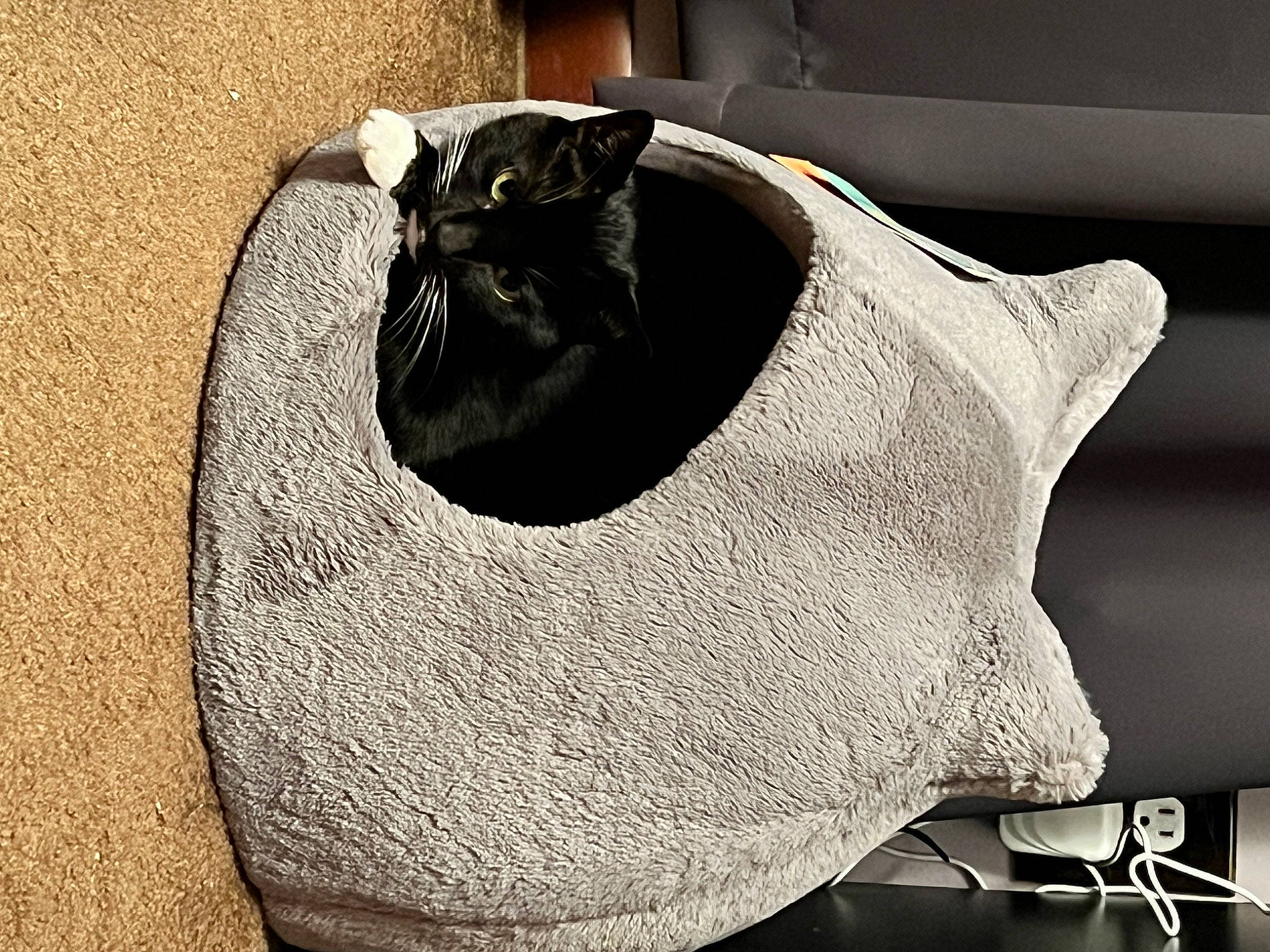 Scott is registered to the contest to win money with this photo: bag, bombay, carnivore, cat, domestic_short_haired_cat, fashion_accessory, felidae, fur, grey, home_accessories, metal, monochrome_photography, pattern, rectangle, small_to_medium_sized_cats, snout, still_life_photography, terrestrial_animal, whiskers, wood