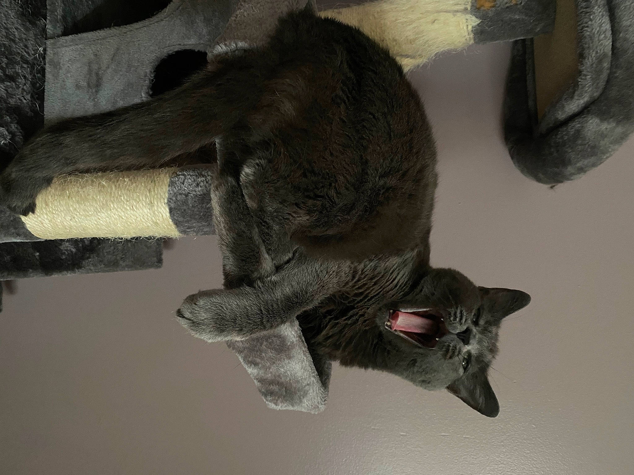 Sioma is registered to the contest to win money with this photo: art, artifact, bat, carnivore, claw, domestic_short_haired_cat, felidae, fur, grey, jaw, organism, russian_blue, sculpture, small_to_medium_sized_cats, snout, tail, terrestrial_animal, whiskers, wildlife, wing