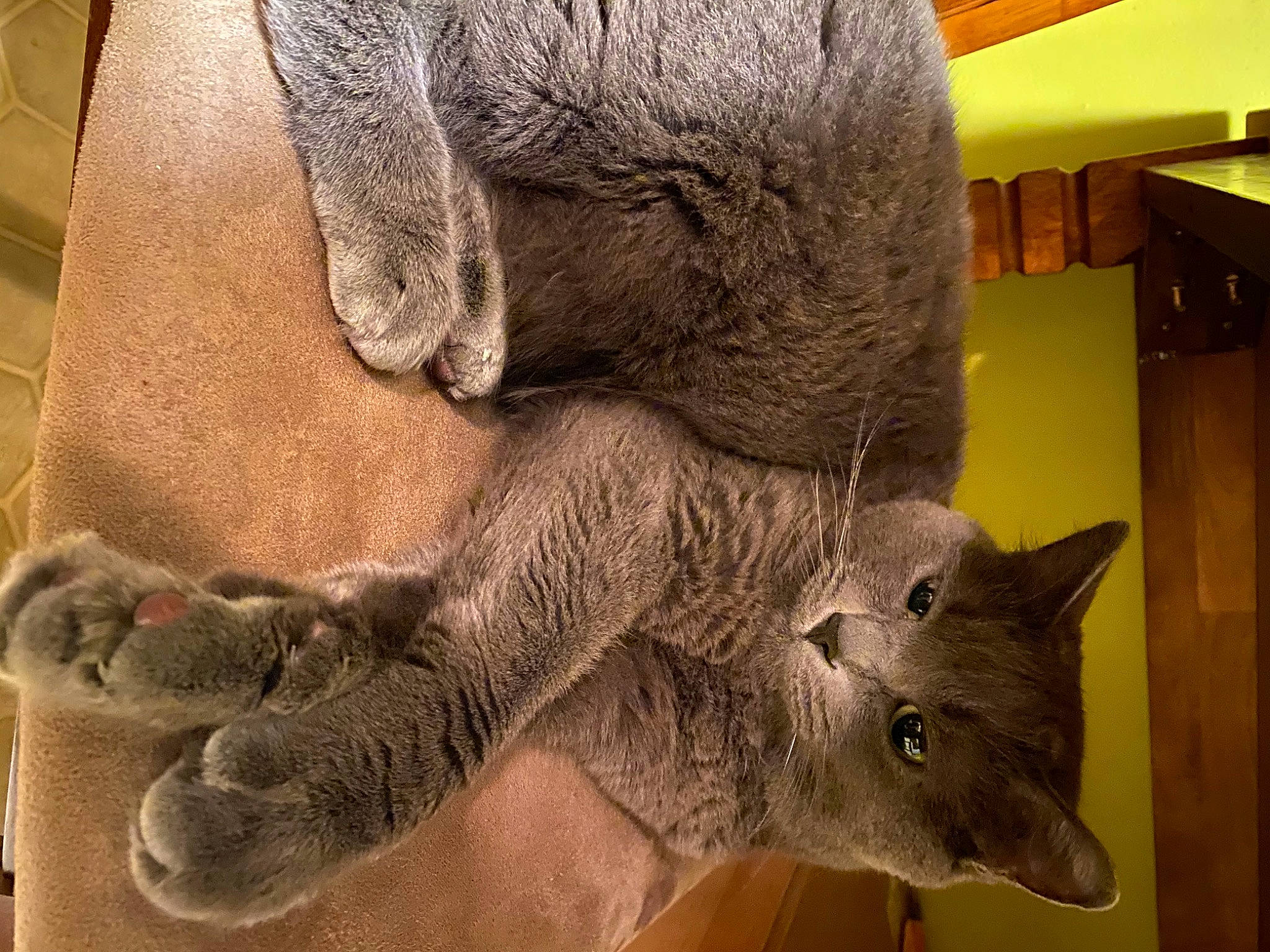 Sioma joined the competition — help win amazing prizes! art, claw, creative_arts, fawn, felidae, fur, grey, indian_elephant, paw, sculpture, snout, tail, terrestrial_animal, visual_arts, wood, working_animal, wrinkle