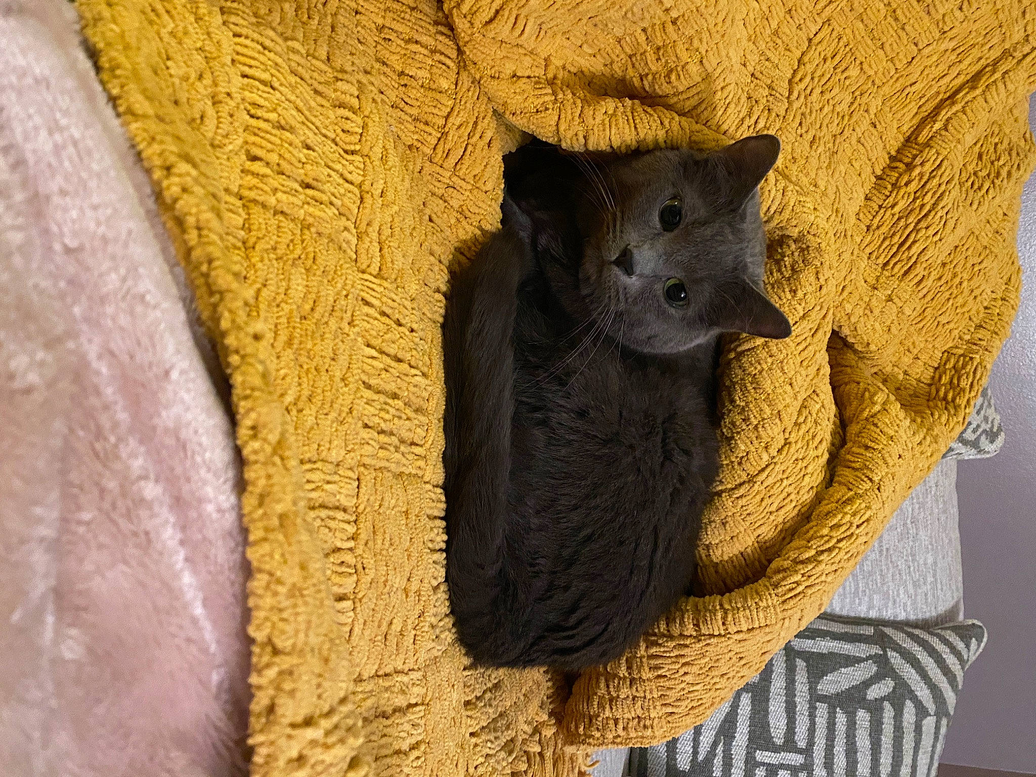 Sioma is registered to the contest to win money with this photo: ancient_history, art, fawn, felidae, fur, linens, pattern, sculpture, shadow, small_to_medium_sized_cats, snout, stuffed_toy, terrestrial_animal, thread, trunk, visual_arts, whiskers, wood, wool, woolen