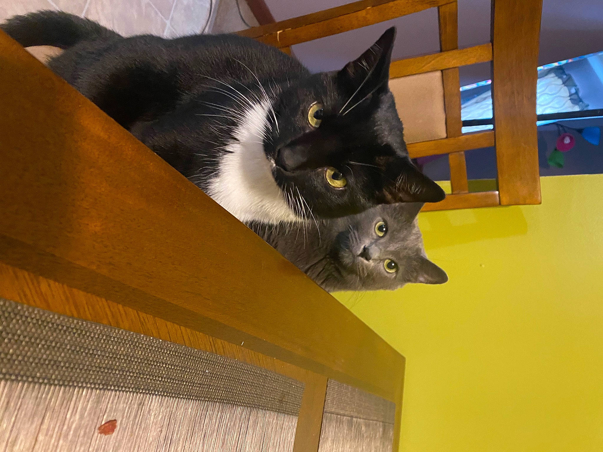 Sioma joined the competition — help win amazing prizes! black_cat, box, carnivore, cat, cat_supply, ceiling, domestic_short_haired_cat, felidae, fur, hardwood, pet_supply, rectangle, room, small_to_medium_sized_cats, snout, tail, whiskers, wood