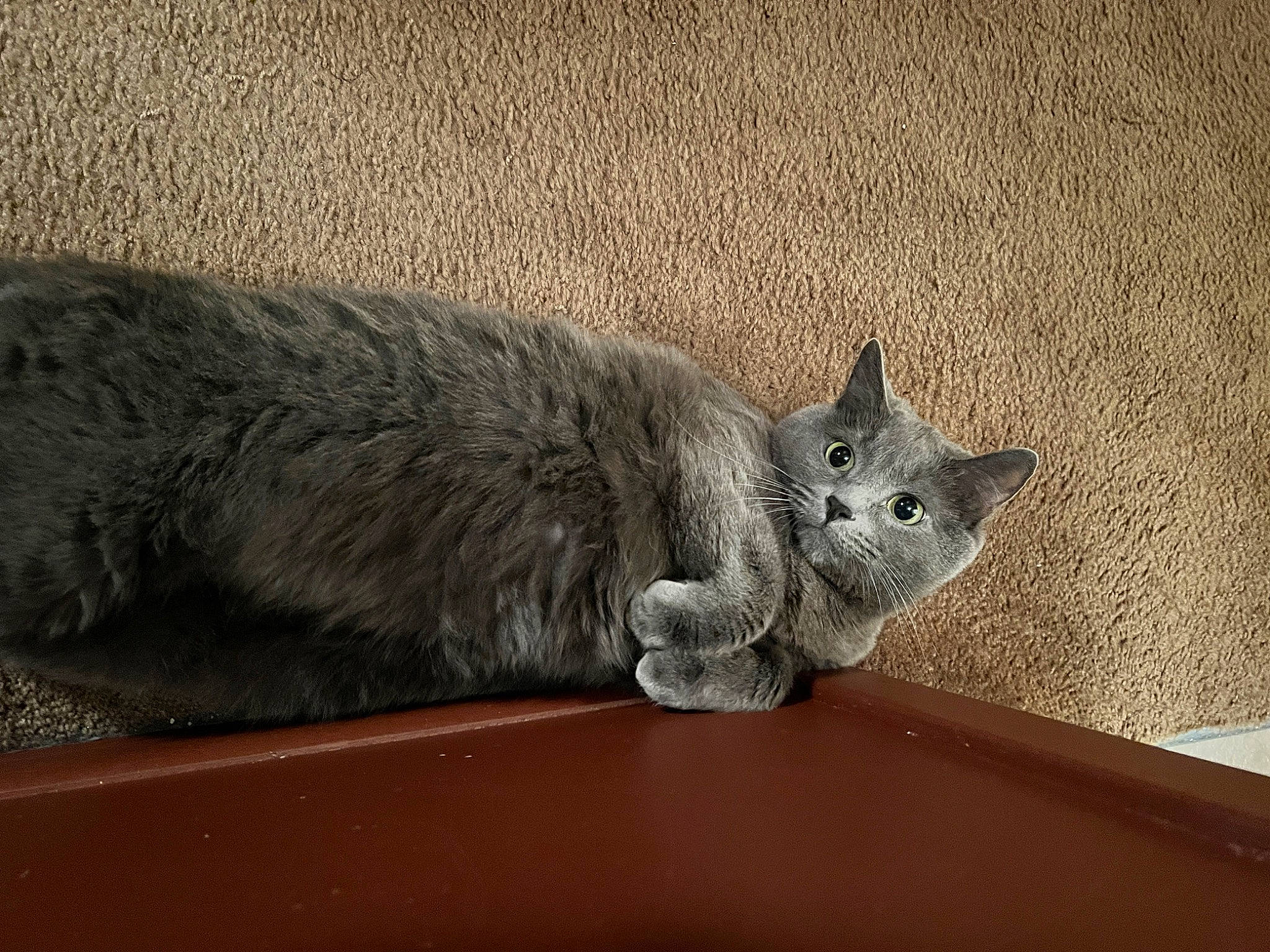 Sioma is registered to the contest to win money with this photo: carnivore, cat, domestic_short_haired_cat, felidae, fur, grey, paw, russian_blue, small_to_medium_sized_cats, snout, tail, terrestrial_animal, whiskers, window, wood