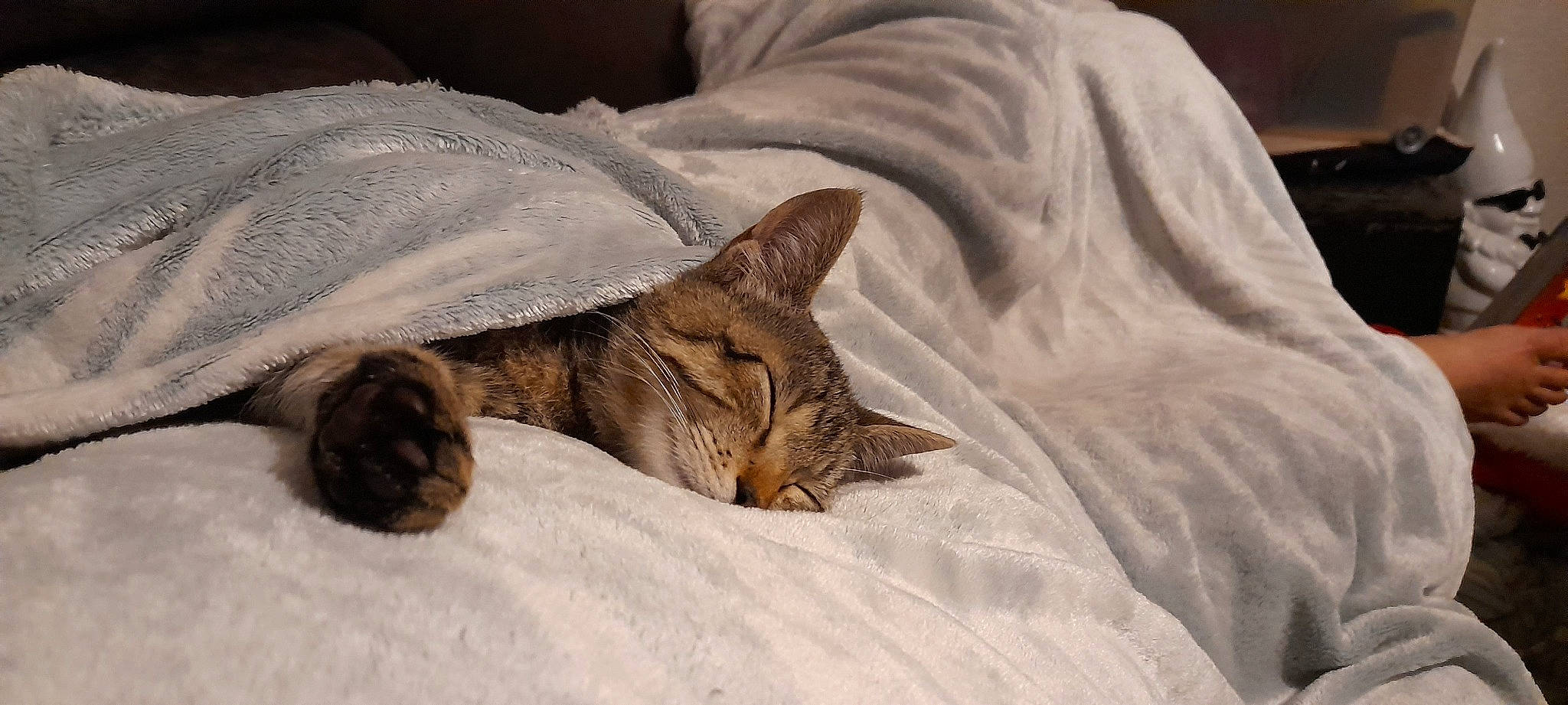 Toffifee participe au concours pour gagner de l'argent avec cette photo : bed, bedding, carnivore, cat, claw, comfort, domestic_short_haired_cat, fawn, felidae, fur, grey, linens, paw, small_to_medium_sized_cats, snout, tail, terrestrial_animal, whiskers, wood, wrinkle