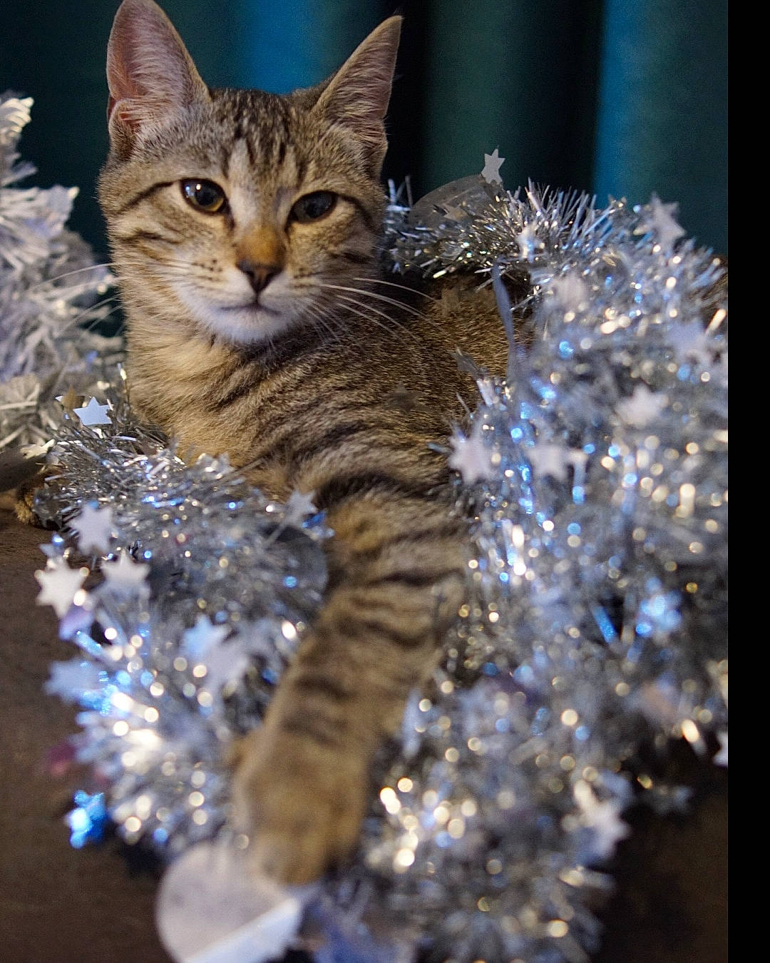 Toffifee participe au concours pour gagner de l'argent avec cette photo : carnivore, cat, christmas_decoration, christmas_tree, claw, conifer, domestic_short_haired_cat, event, fawn, felidae, fur, holiday, plant, small_to_medium_sized_cats, tail, terrestrial_animal, tree, whiskers, wildlife, winter